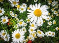 Wild chamomile on a meadow. Royalty Free Stock Photo