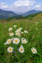 Wild chamomile on mountains meadow at summer day.