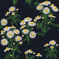 Wild Chamomile Pattern.