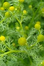 Wild Chamomile (Pineappleweed) Close-Up Royalty Free Stock Photo