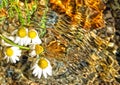 Wild Chamomile plant, Matricaria chamomilla, caught in a rippling stream. Royalty Free Stock Photo