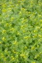 Wild Chamomile Plant Pineappleweed Close-Up Royalty Free Stock Photo