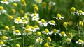 Wild chamomile rustle by the wind
