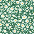 Wild chamomile seamless floral background. Vector daisy meadow flowers spring, summer texture Royalty Free Stock Photo