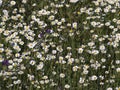 Spain. Wild chamomile and viper`s bugloss or blueweed  in a mountain meadow. Royalty Free Stock Photo