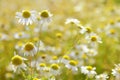 Wild chamomille blossoms backlit by sun Royalty Free Stock Photo