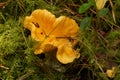 Wild Chanterelle mushroom in Viinta Estonia