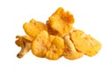Wild chanterelle mushrooms or golden chanterelle isolated on white