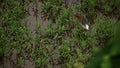 A wild Charadriiformes bird or thick-knee spotted in the wild wetlands in Kampot Province Cambodia