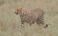 Wild Cheetah