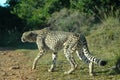 Wild Cheetah Royalty Free Stock Photo