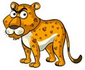 Wild cheetah with angry face Royalty Free Stock Photo