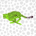 Wild Cheetah Big Cat Animal Portrait Graphic Royalty Free Stock Photo