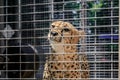 Wild cheetah in a cage at a sanctuary