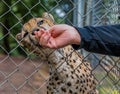 Wild cheetah eating meat in a cage at a sanctuary
