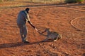 Wild Cheetah feeding