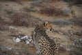 Africa- Close Up of a Wild Cheetah Finishing Off a Bird Kill