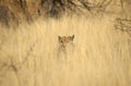 Wild cheetah in grass Royalty Free Stock Photo