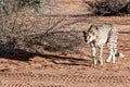 Wild Cheetah In the Kalahari desert Royalty Free Stock Photo