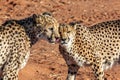 Wild Cheetah In the Kalahari desert Royalty Free Stock Photo