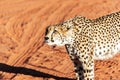 Wild Cheetah In the Kalahari desert Royalty Free Stock Photo