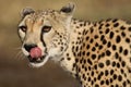 Wild cheetah after meal