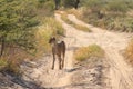 Wild cheetah mother looking for her cubs, kalahari desert, botswana Royalty Free Stock Photo