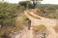Wild cheetah mother looking for her cubs, kalahari desert, botswana Royalty Free Stock Photo