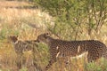 Wild cheetah mother re-united with her cubs, kalahari desert, botswana