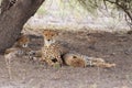 Wild cheetah mother and two cubs resting in the shade Royalty Free Stock Photo