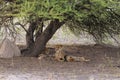 Wild cheetah mother and two cubs resting in the shade Royalty Free Stock Photo