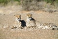 Wild cheetah in Namibia. Royalty Free Stock Photo