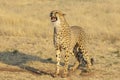Snarling Wild Cheetah