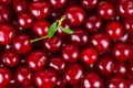 Wild cherries background