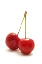Wild cherry Royalty Free Stock Photo