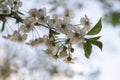 Cherry blossom in a forest