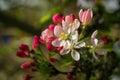 Wild Cherry Blossoms with Red and Pink Colors Royalty Free Stock Photo