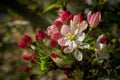 Wild Cherry Blossoms with Red and Pink Colors Royalty Free Stock Photo