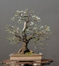 Wild cherry bonsai in spring Royalty Free Stock Photo