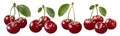 Wild cherry bunch set isolated on white background Royalty Free Stock Photo