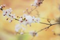 Wild cherry flowers in bloom, covered with last spring snow Royalty Free Stock Photo