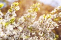 Wild cherry flowers blooming at spring. White flowers blooming on branch. Soft focus Royalty Free Stock Photo