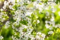 Wild cherry flowers blooming at spring. White flowers blooming on branch. Soft focus Royalty Free Stock Photo