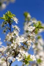 Wild cherry flowers blooming at spring. White flowers blooming on branch. Soft focus Royalty Free Stock Photo