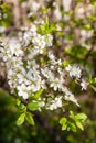 Wild cherry flowers blooming at spring. White flowers blooming on branch. Soft focus Royalty Free Stock Photo