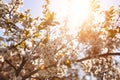 Wild cherry flowers blooming at spring. White flowers blooming on branch. Soft focus Royalty Free Stock Photo