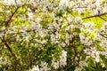 Wild cherry flowers blooming at spring. White flowers blooming on branch. Soft focus Royalty Free Stock Photo