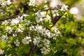 Wild cherry flowers blooming at spring. White flowers blooming on branch. Soft focus Royalty Free Stock Photo