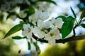 Wild cherry flowers. Royalty Free Stock Photo