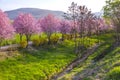 Wild cherry flowers tree in the springtime